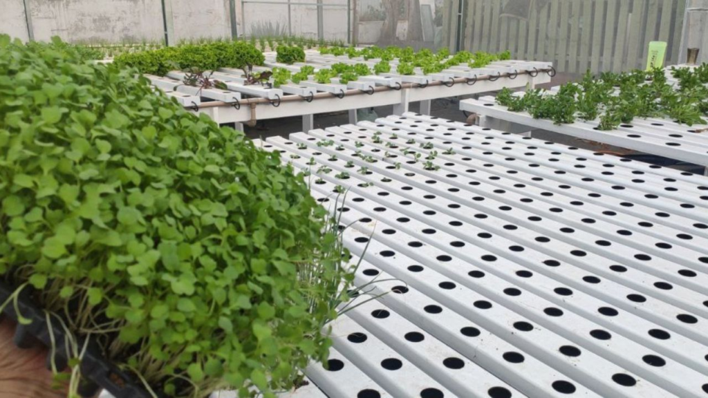 Viveiro de mudas hidropônicas em bandeja, com plântulas verdes prontas para serem transplantadas em sistema de calhas brancas com orifícios vazios, em ambiente protegido.