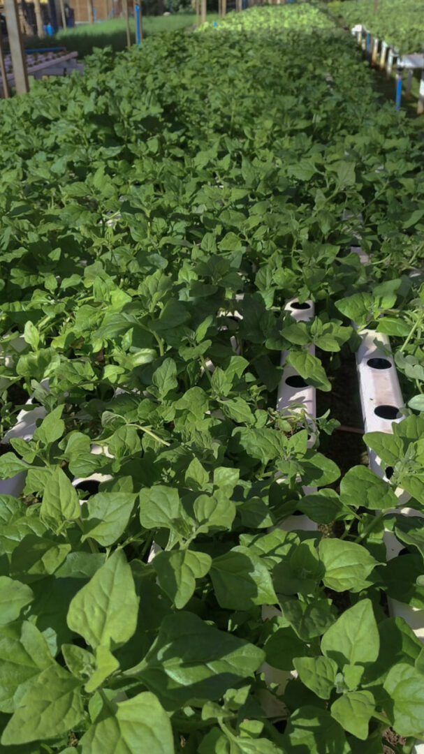 plantacao-de-espinafre-hidroponico
