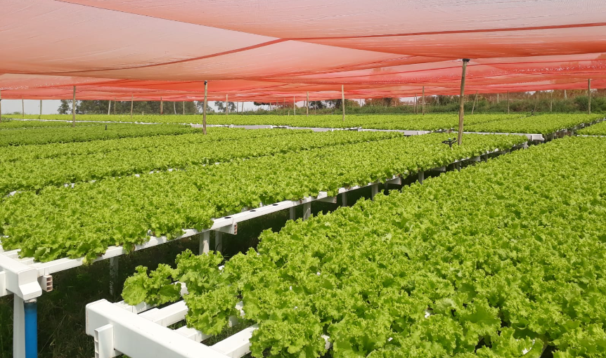 plantacao-de-alface-no-perfil-coletor-hortivinyl