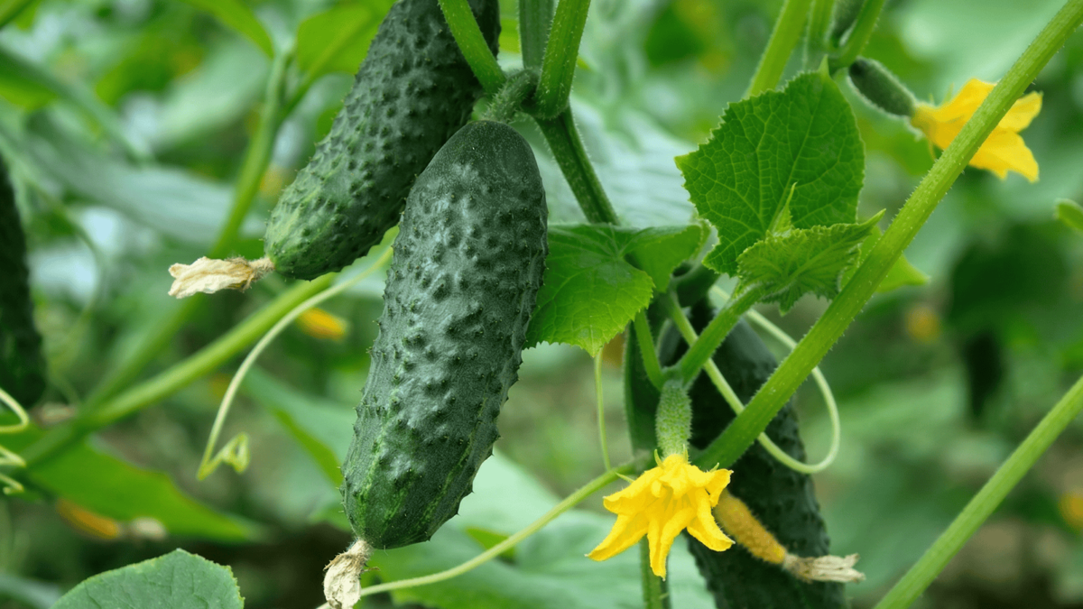 Close-up de pepinos frescos em crescimento em uma videira, exibindo casca rugosa verde-escura, flores amarelas pequenas e folhas verdes vibrantes em um ambiente de cultivo.