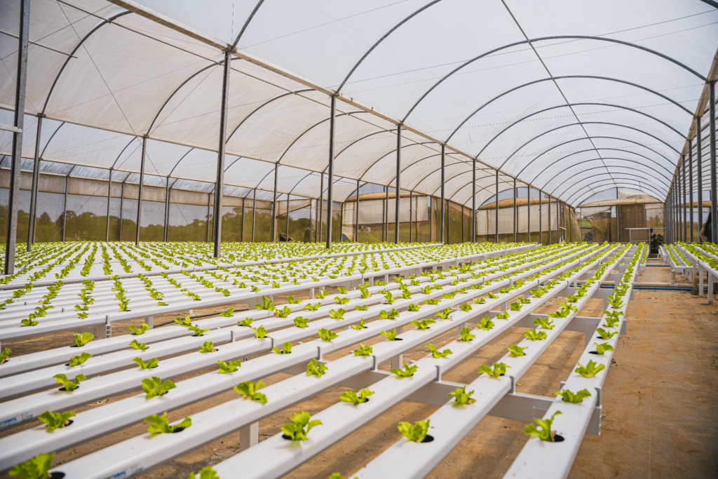 Sistema de hidroponia em estufa agrícola com fileiras de perfis hidropônicos brancos contendo mudas de alface distribuídas em toda a estrutura coberta por plástico transparente.