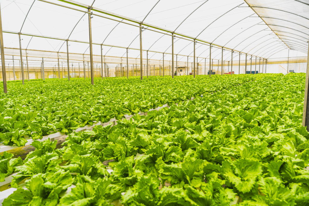 Cultivo de alface em sistema de hidroponia dentro de estufa agrícola, com fileiras de plantas verdes distribuídas sobre canais de cultivo sob cobertura plástica transparente.