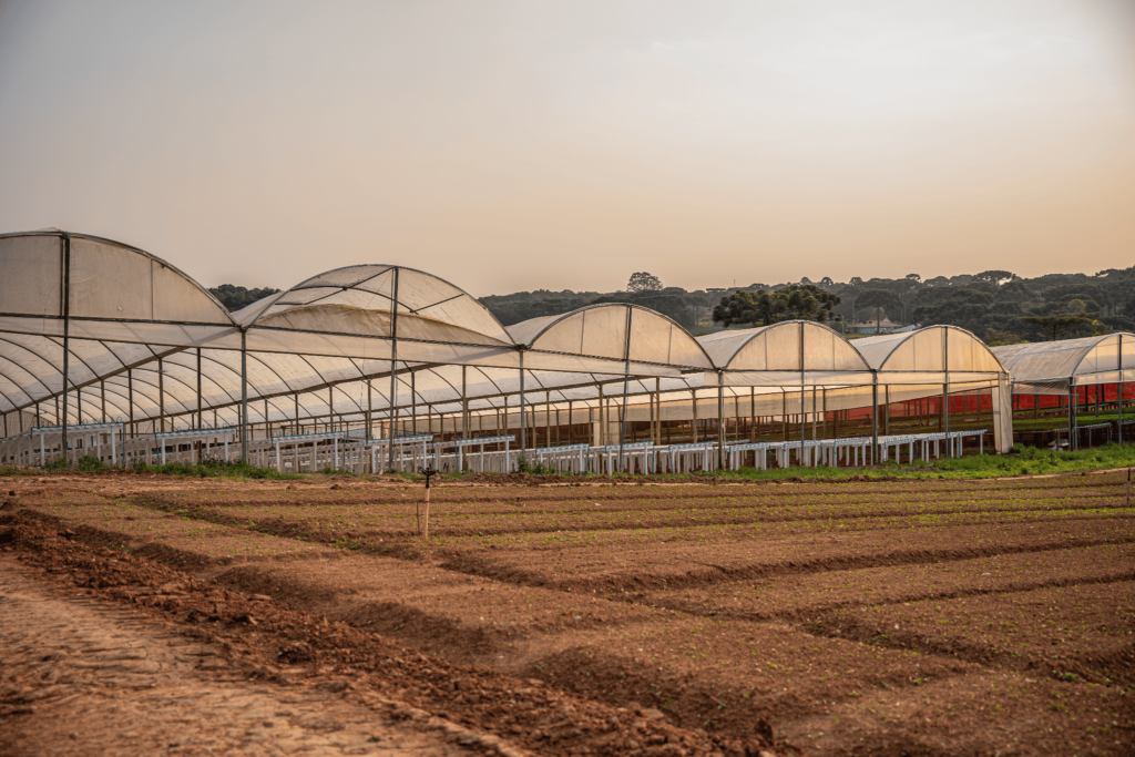 Estufa agrícola utilizada para hidroponia, com estruturas cobertas por plástico transparente e perfis hidropônicos instalados no interior. A imagem mostra uma área de cultivo em ambiente protegido, cercada por solo preparado para plantio, destacando a infraestrutura voltada à produção hidropônica eficiente e de alta produtividade.