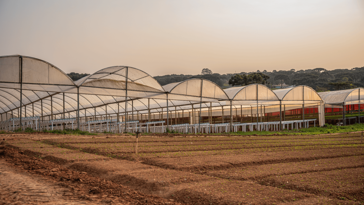 Estufa agrícola utilizada para hidroponia, com estruturas cobertas por plástico transparente e perfis hidropônicos instalados no interior. A imagem mostra uma área de cultivo em ambiente protegido, cercada por solo preparado para plantio, destacando a infraestrutura voltada à produção hidropônica eficiente e de alta produtividade.