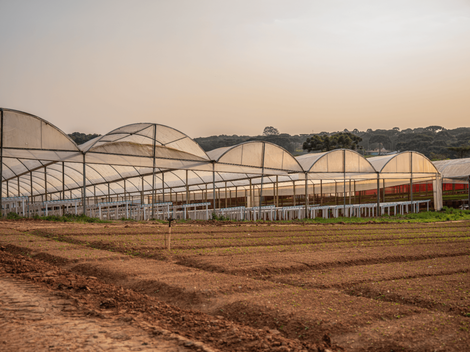 Estufa agrícola utilizada para hidroponia, com estruturas cobertas por plástico transparente e perfis hidropônicos instalados no interior. A imagem mostra uma área de cultivo em ambiente protegido, cercada por solo preparado para plantio, destacando a infraestrutura voltada à produção hidropônica eficiente e de alta produtividade.
