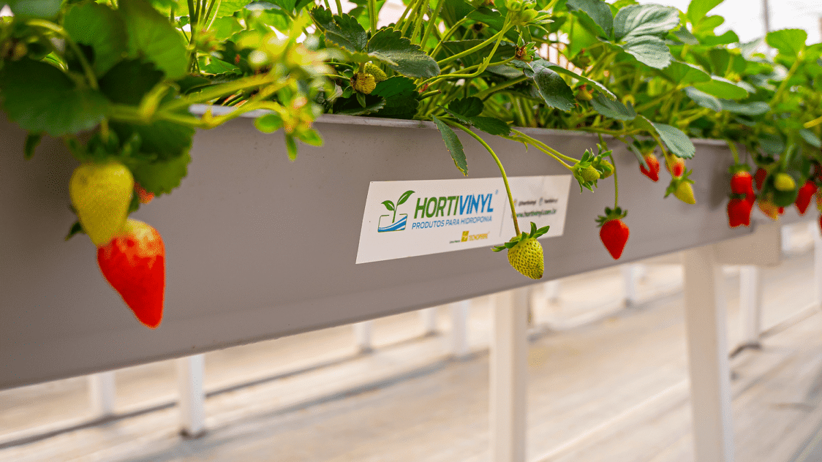 Cultivo semi-hidropônico de morangos em calha elevada da Hortivinyl, com plantas verdes e frutos em diferentes estágios de maturação dentro de uma estufa.