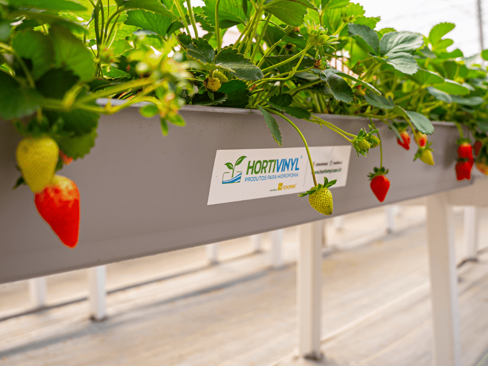 Cultivo semi-hidropônico de morangos em calha elevada da Hortivinyl, com plantas verdes e frutos em diferentes estágios de maturação dentro de uma estufa.