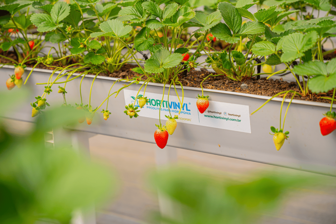 Morangueiros cultivados em sistema semi-hidropônico da Hortivinyl, com substrato, irrigação localizada e morangos verdes e maduros em calhas elevadas.